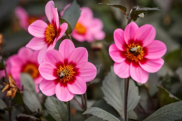 Four Winds Garden Club Plant Sale